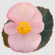 Бегония Big F1 Pink Bronze Leaf pro-begbigf1pinbrolea-500 фото 1