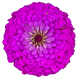 Циннія Benary's Giant Lilac Benary'sGiantLilac-10 фото 1