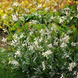 Гаура Sparkle White SparkleWhite-5 фото 3