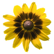 Рудбекiя Denver Daisy pro-denverdaisy-500 фото 2