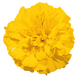 Тагетес Little Hero Yellow pro-taglitheryel-1000 фото 1