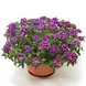 Вербена Obsession Cascade Purple Shades with Eye pro-verobscaspurshawiteye-1000 фото 1