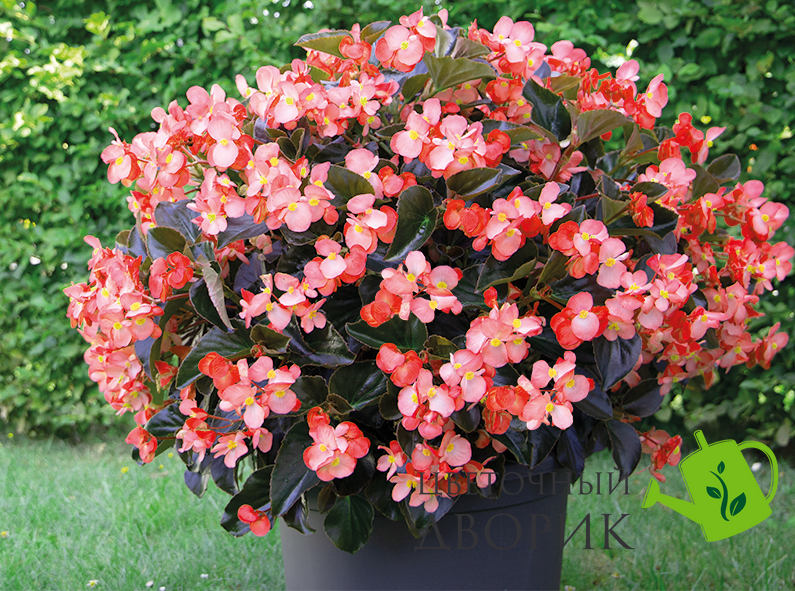 Бегония BIG DeluXXe F1 Salmon Bronze Leaf pro-BIGDeluXXeSalmonBronzeLeaf-500 фото