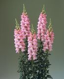 Ротики садові Legend F1 Pink LegendPink фото