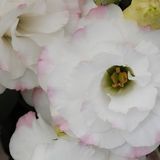 Eустома ABC F1 Rose Rim 1 pro-ABCRoseRim1-100 фото