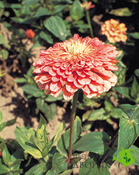 Циннія Benary's Giant Salmon Rose pro-Benary'sGiantSalmonRose-500 фото
