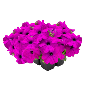 Петуния SUCCESS! 360 F1 Violet  pro-SUCCESS!360Violet-500s фото