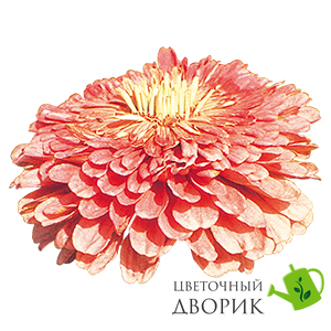 Циннія Benary's Giant Salmon Rose pro-Benary'sGiantSalmonRose-500 фото