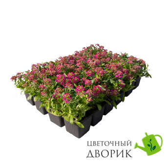 Алиссум Wonderland Deep Rose pro-aliwondeeros-10000 фото