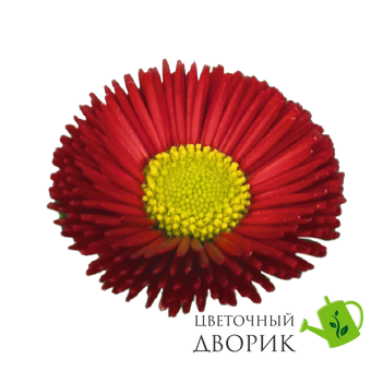 Маргаритка BellaDaisy Red pro-marbelrednew202-1000 фото