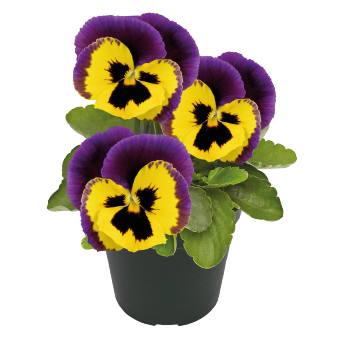 Віола Inspire Plus F1 Yellow Purple Wing InspirePlusYellowPurpleWing фото