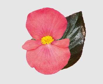 Бегония Big DeluXXe F1 Rose Bronze Leaf BigDeluXXeRoBL фото