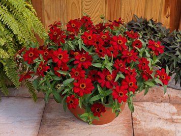 Цинния Profusion Red pro-cinprored-1000 фото