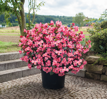 Бегонія Big DeluXXe F1 Rose Bronze Leaf BigDeluXXeRoBL фото
