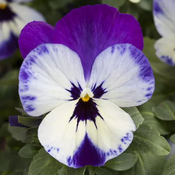 Віола Freefall XL F1 Purple Face pro-FreefallXLPurpleFace-1000seed фото