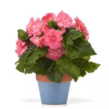 Бегонія Marquee Pink New2027 MarqueePink-5 фото