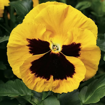 Вiола Colossus F1 Yellow with Blotch  pro-ColossusYwBl-1000 фото