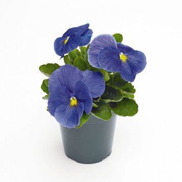 Вiола Inspire Plus F1 True Blue pro-InspirePlusTrueBlue-500 фото