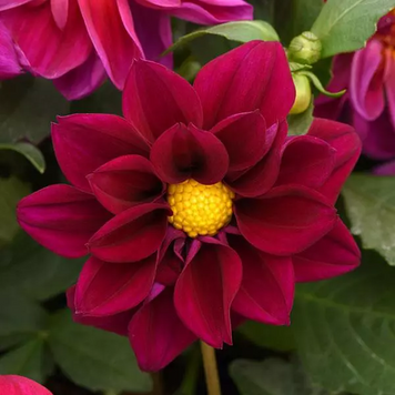 Георгина Figaro Violet Shades FigaroVioletShades фото