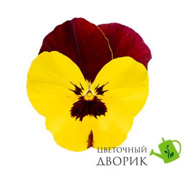 Віола Highflyer F1 Yellow Red Wing HighflyerYellowRedWing фото