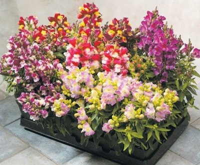 Ротики садові Floral Showers F1 Bicolour Mix pro-lvizevfloshof1bicmix-1000 фото