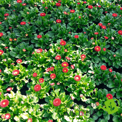 Маргаритка BellaDaisy Red pro-marbelrednew202-1000 фото