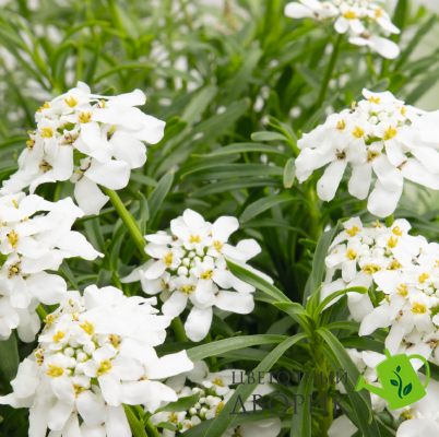 Іберіс Вічнозелений Snow Flurries pro-SnowFlurries-1000 фото