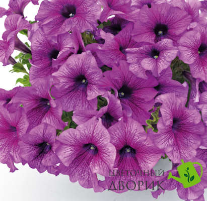Петуния Success!360 F1 Purple Vein pro-Success!360PurpleV-500dr фото