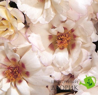 Портулак великоквітковий Sundial Cream pro-SundialCream-1000 фото