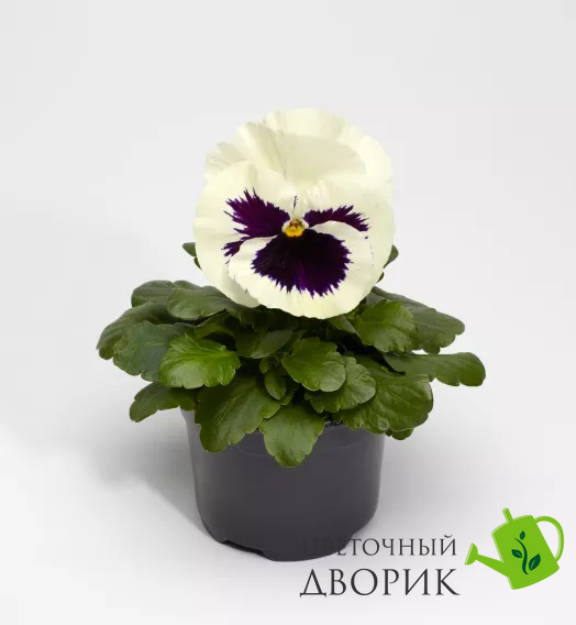 Вiола Fino White with Blotch pro-FinoWhitewB-1000 фото