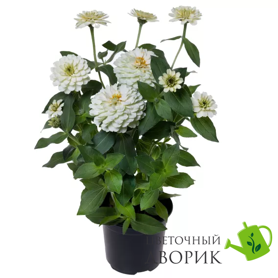 Циннiя Zydeco White pro-ZydecoWhite-1000 фото