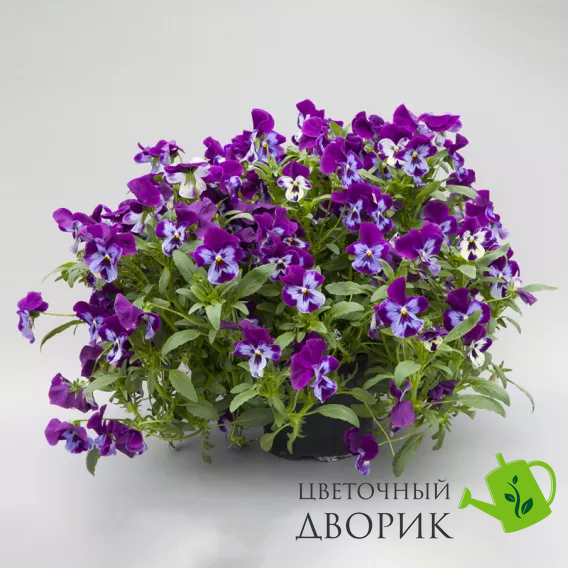 Віола Freefall XL F1 Purple Face pro-FreefallXLPurpleFace-1000seed фото