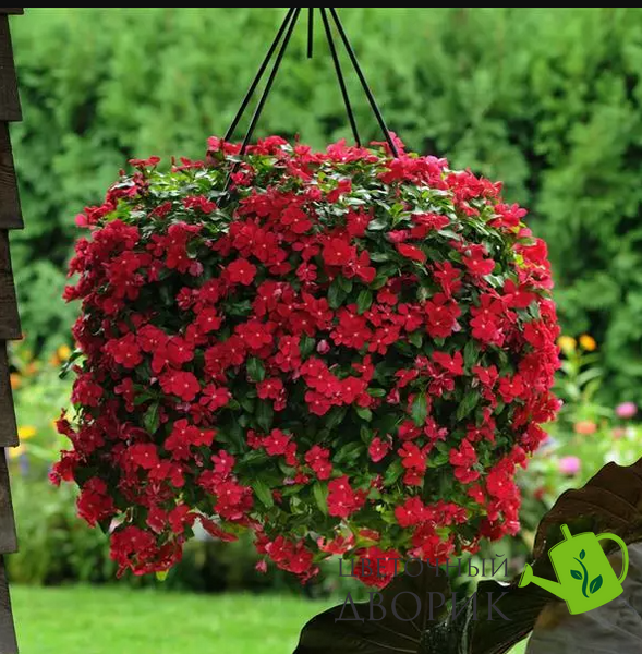 Винка Mediterranean XP Red mediterraneanr-10 фото