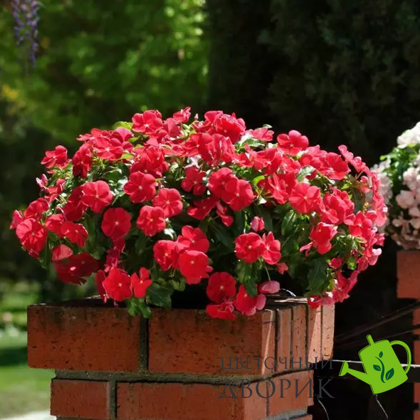 Винка Mediterranean XP Red mediterraneanr-10 фото