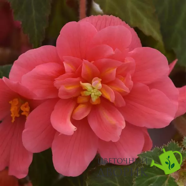 Бегонiя Sun Dancer Pink pro-begsundanpin-500 фото