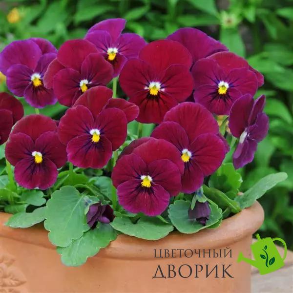 Віола Sorbet XP Carmine Rose pro-SorbetXPCarmineRose-1000 фото
