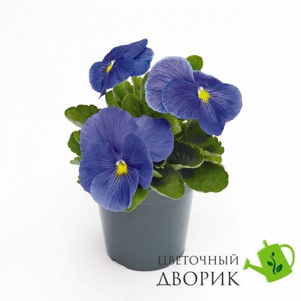 Вiола Inspire Plus F1 True Blue pro-InspirePlusTrueBlue-500 фото