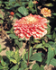 Циннія Benary's Giant Salmon Rose pro-Benary'sGiantSalmonRose-500 фото 2