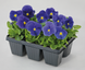 Вiола Inspire Plus F1 True Blue pro-InspirePlusTrueBlue-500 фото 3