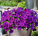Петунія Success! TR F1 Violet pro-petsuctrf1vio-500 фото 3