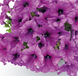 Петуния Success!360 F1 Purple Vein pro-Success!360PurpleV-500dr фото 3