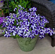 Петуния Tritunia F1 Blue Star TrituniaBlueStar фото 3