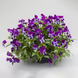 Віола Freefall XL F1 Purple Face pro-FreefallXLPurpleFace-1000seed фото 2