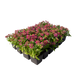 Алиссум Wonderland Deep Rose pro-aliwondeeros-10000 фото 2