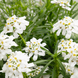 Іберіс Вічнозелений Snow Flurries pro-SnowFlurries-1000 фото 3