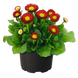 Маргаритка BellaDaisy Red pro-marbelrednew202-1000 фото 1