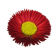 Маргаритка BellaDaisy Red pro-marbelrednew202-1000 фото 2