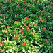 Маргаритка BellaDaisy Red pro-marbelrednew202-1000 фото 3