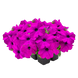 Петуния SUCCESS! 360 F1 Violet  pro-SUCCESS!360Violet-500s фото 1