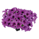 Петуния Success!360 F1 Purple Vein pro-Success!360PurpleV-500dr фото 1